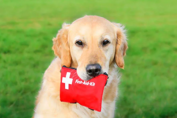 The Importance of Pet CPR Certification for Pet Professionals