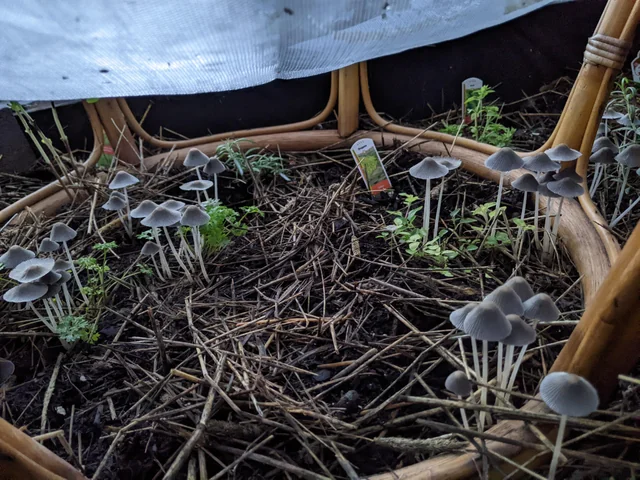 Transform Small Spaces into Mushroom Gardens with All-in-One Grow Bags