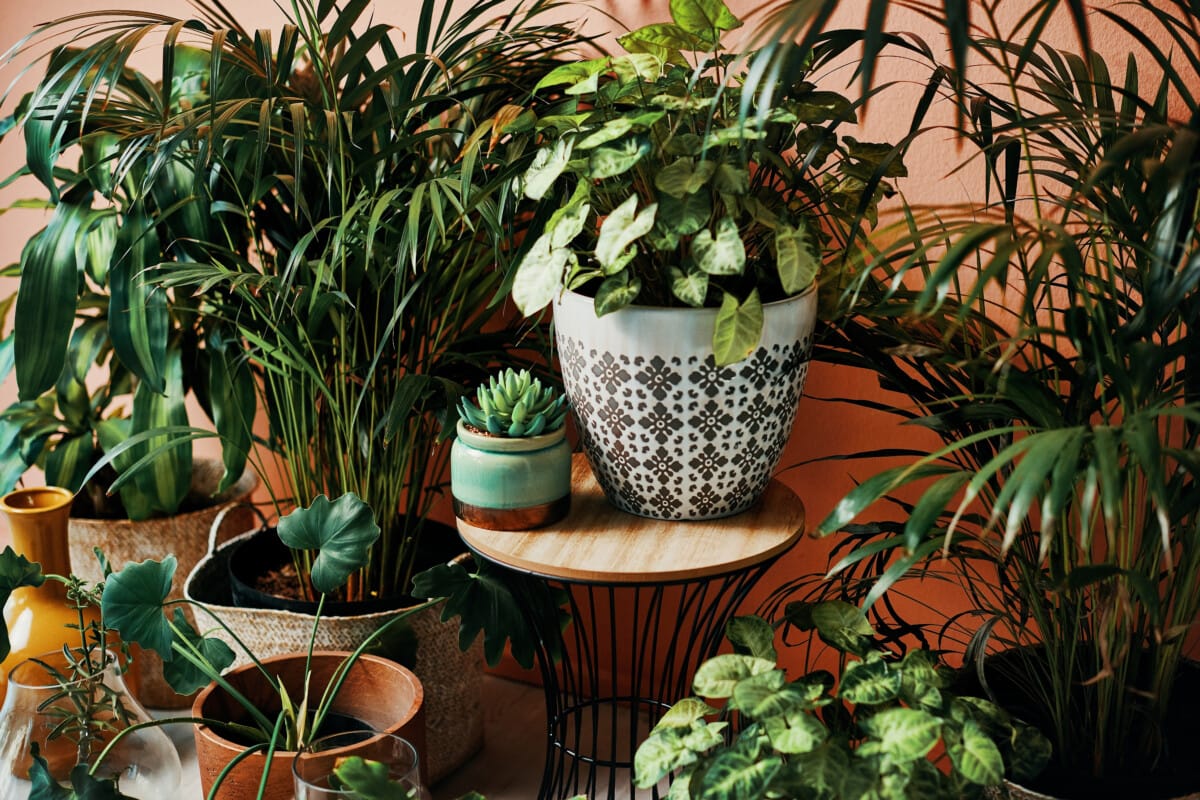 Top Tips for Selecting the Best Houseplants for Your Baton Rouge Home