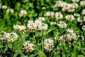 White Dutch Clover as a Living Mulch: How It Suppresses Weeds Naturally