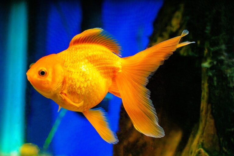 The Ultimate Guide to Different Types of Fancy Goldfish