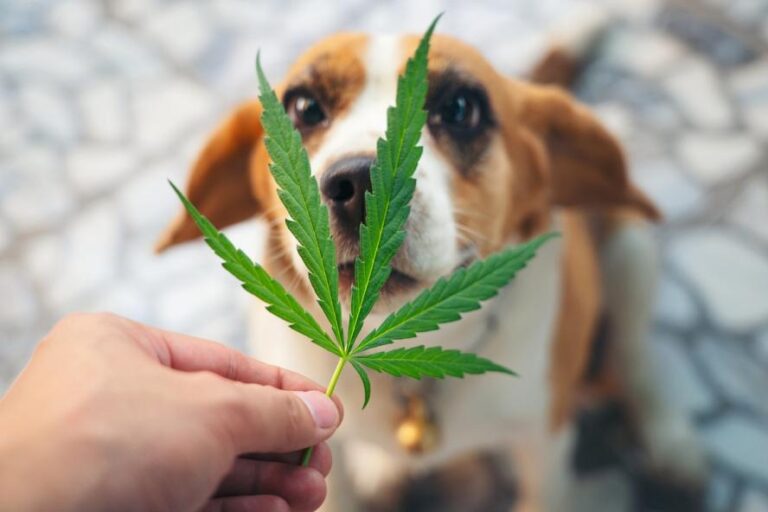 Understanding How Cannabis Can Support Your Dog’s Wellbeing