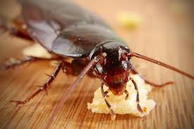 Why Cockroach Sightings in Orange Home Should Never Be Ignored