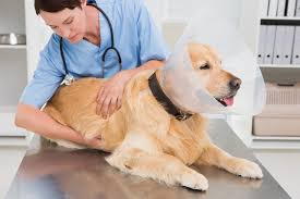 Is Veterinary Spinal Surgery Safe for Senior Pets?