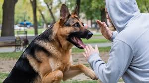 Why Insurance Companies Undervalue Dog Bite Claims